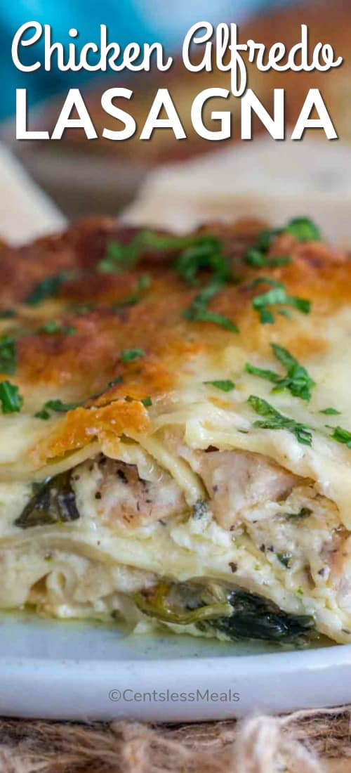 Chicken Alfredo Lasagna Rolls Tasty